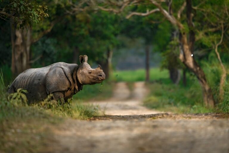 kaziranga national park